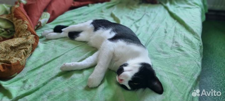 Котик Василий ищет дом