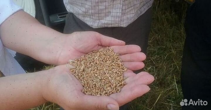Купить ячмень