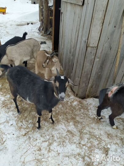 Молодые козы и козел