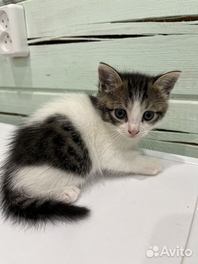 Кошка в дар