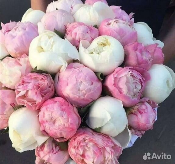 Пионы 9 25 101,Букет цветов пионы с доставкой