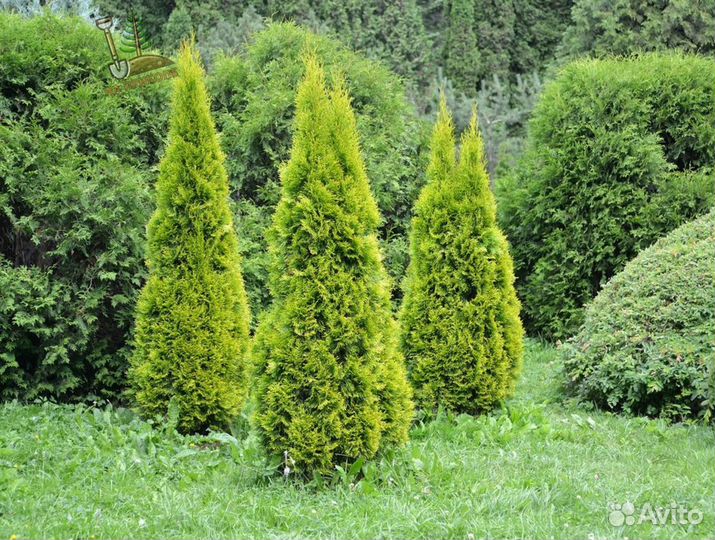 Туя брабант 1,6 м