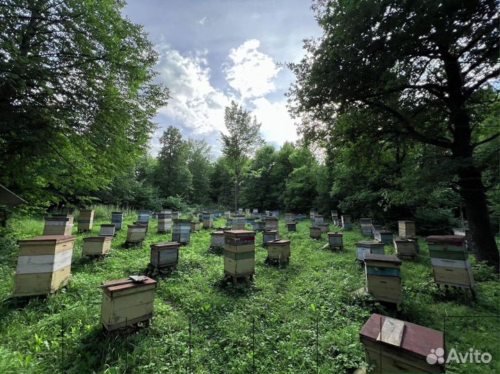 Мед липовый оптом