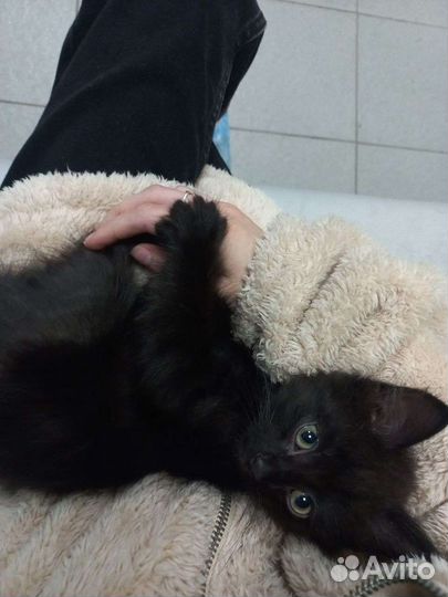 Котенок