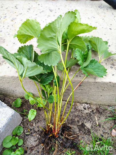 Рассада клубники