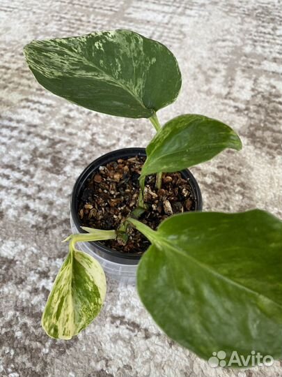 Эпипремнум, сциндапсус, сингониум