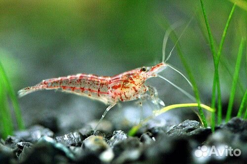 Креветки аквариумные вишня, стеклянная креветка