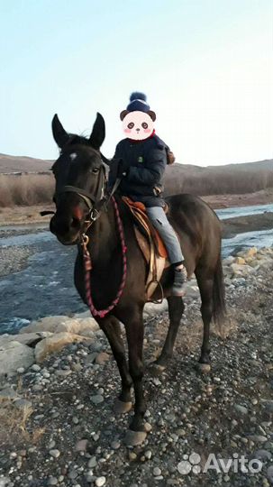 Кобыла русской рысистой породы