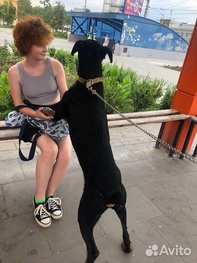 Собака в добрые руки