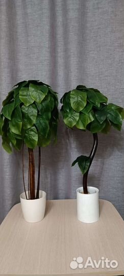 Фитокартина и не только