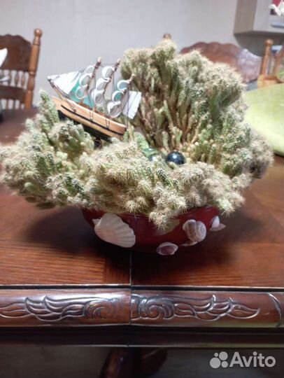 Фитокомпозиция 