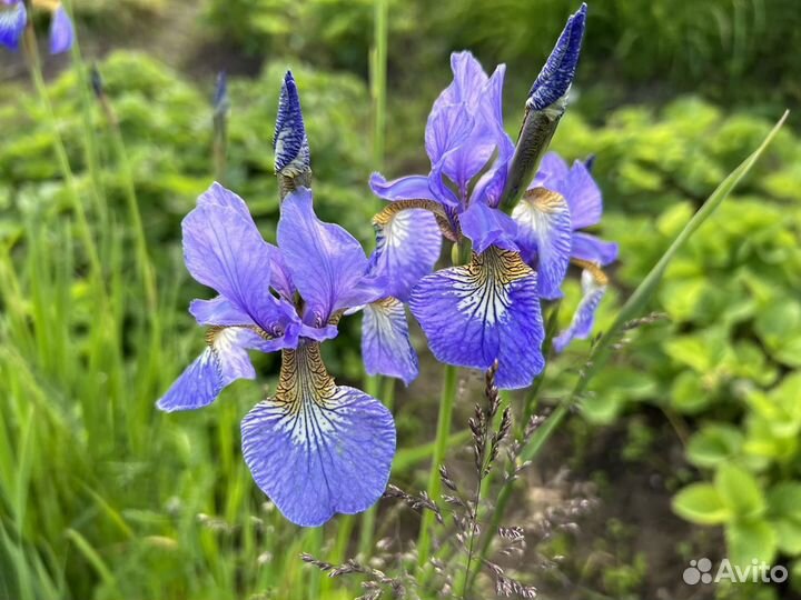 Ирис сибирский