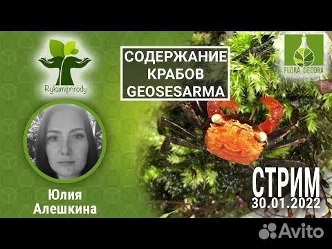 Краб Geosesarma /чистые линии/ мои разведения