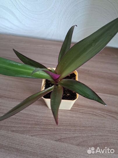 Традесканция рео