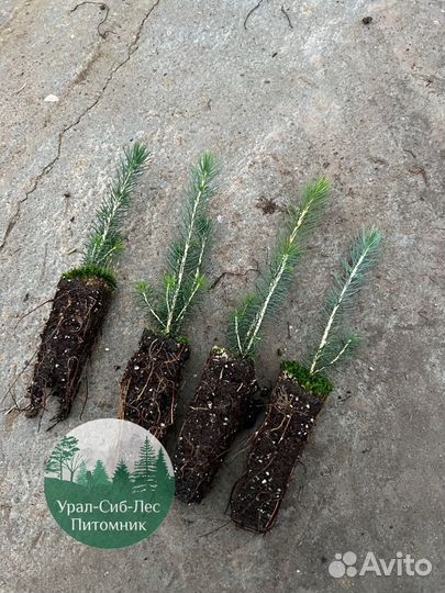 Сосна зкс окс сеянцы Ель Лиственница Голуб Горная