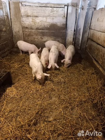 Поросята ландрас