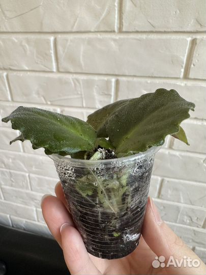 Детки фиалки ness crinkle blue