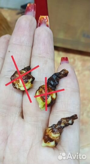 Алоказия зебрина Reticulata.Ретикулата