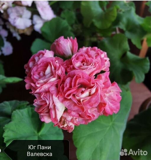 Укорененные черенки сортовых пеларгоний