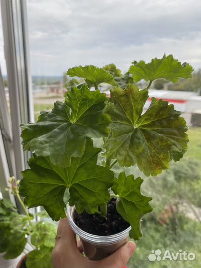 Пеларгония герань