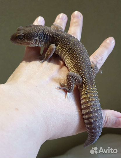 Эублефары морфы поттернлесс