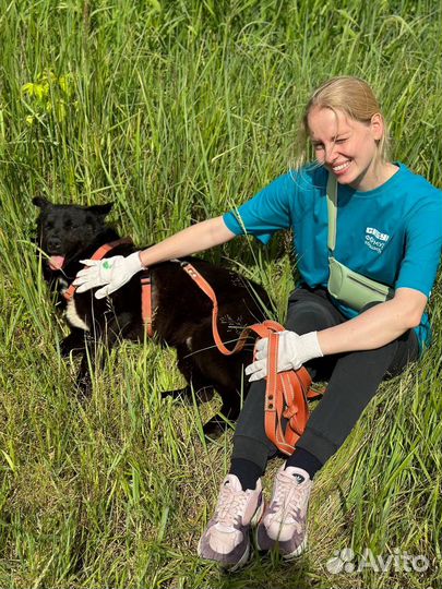 Собака из приюта