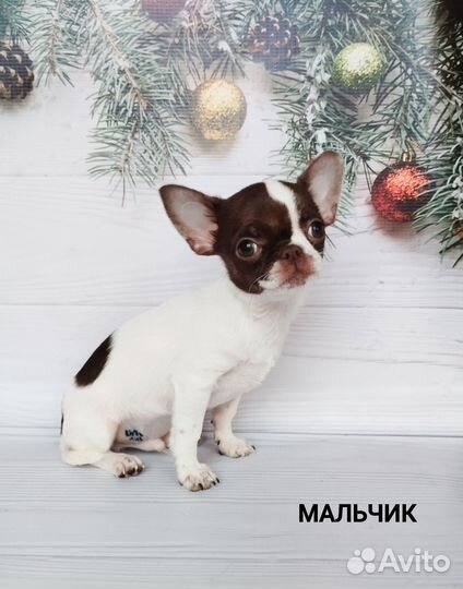 Мальчишки Чихуахуа