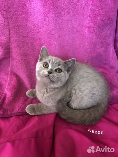 Шотландская девочка скотиш страйт