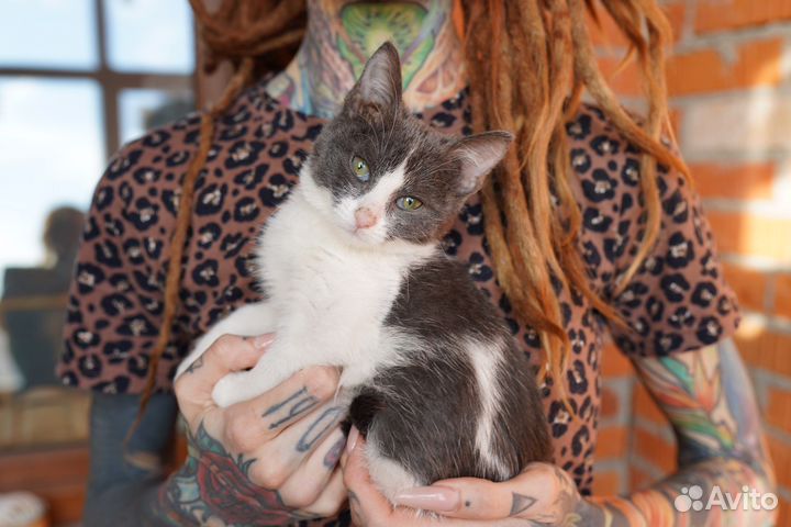 Котенок в добрые руки