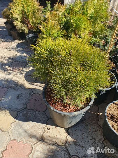 Сосна горная С10