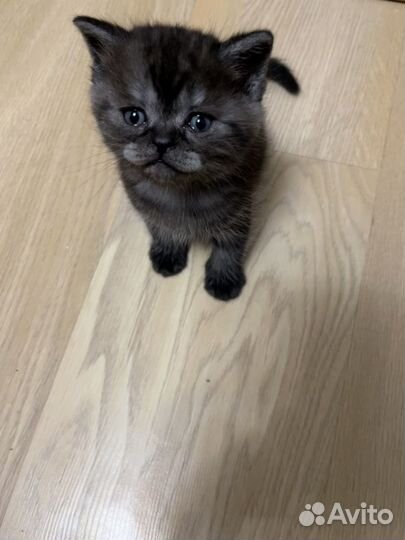 Шотландский котенок мальчик
