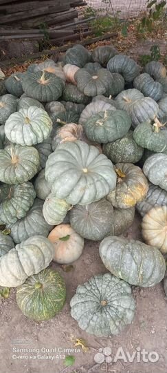 Тыква оптом