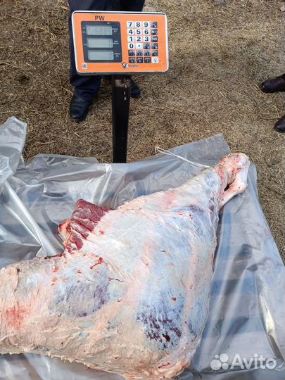 Мясо говядина молодняк домашняя