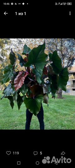 Филодендрон Дарк Лорд