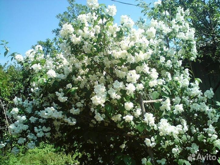 Пион, сентябринки, Жасмин, ирисы и др