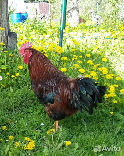 Петух Кучинский Юбилейный