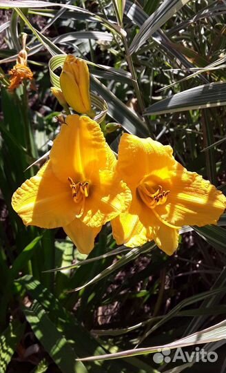 Растения для сада