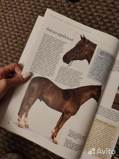 Энциклопедия лошади и уход за ними
