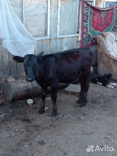 Корова дойная, телочка