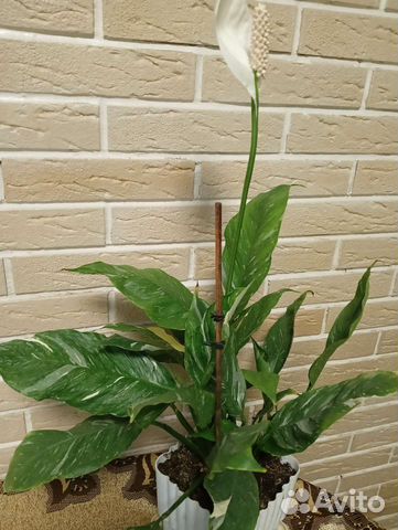 Спатифиллум домино