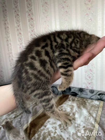 Бенгальские котята