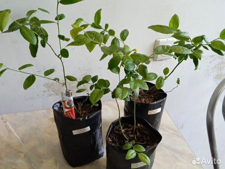 Мегас Блу, Калипсо, Дюк. Голубика