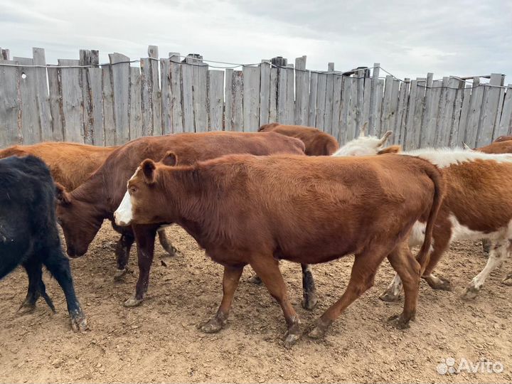 Нетели и коровы