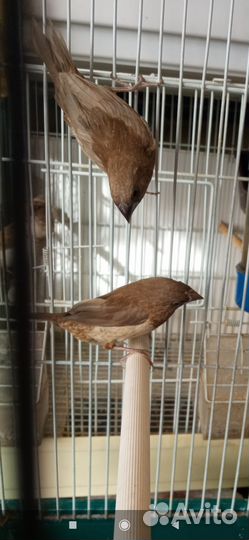 Японские амадины