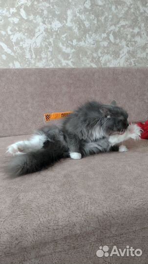 Кошечка в добрые руки