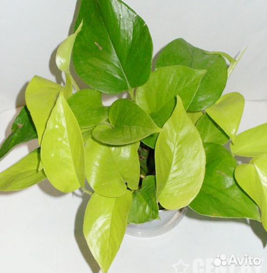 Сциндапсус неон