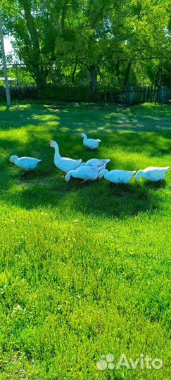 Гусиное яйцо