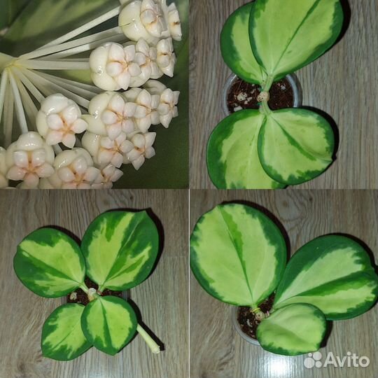 Хойя hoya