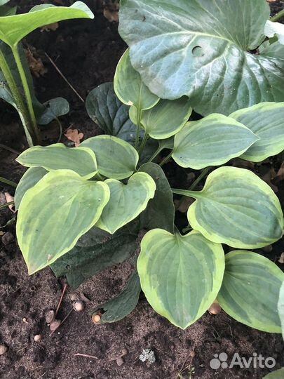 Хоста,бадан