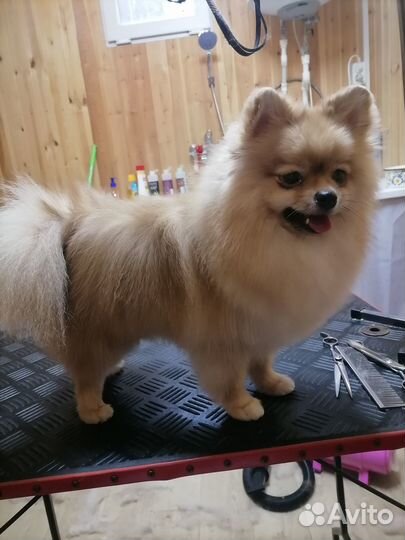 Стрижка собак и кошек